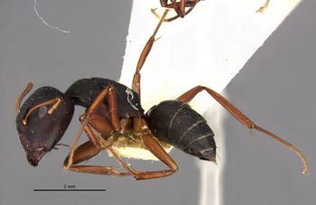 Media type: image;   Entomology 21576 Aspect: habitus lateral view